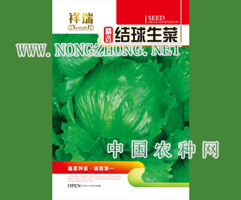 结球生菜